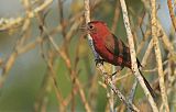 Red-crested Finchborder=